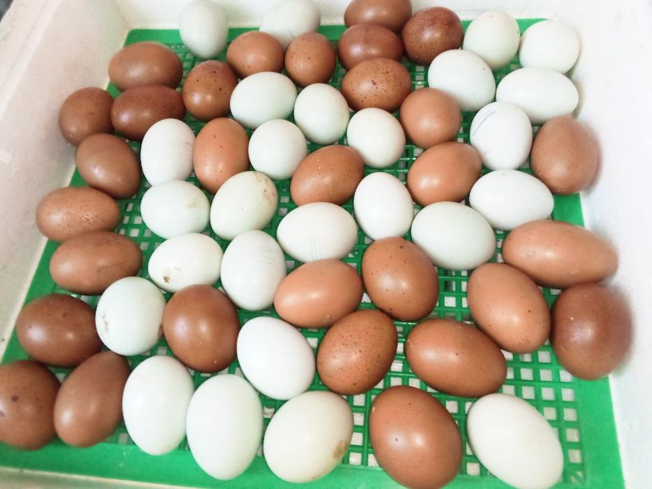 Инкубационные голубые яйца Легбар