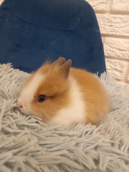 Królik króliczek karzełek Teddy samiec