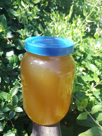 Мёд  - кориандра со своей пасеки