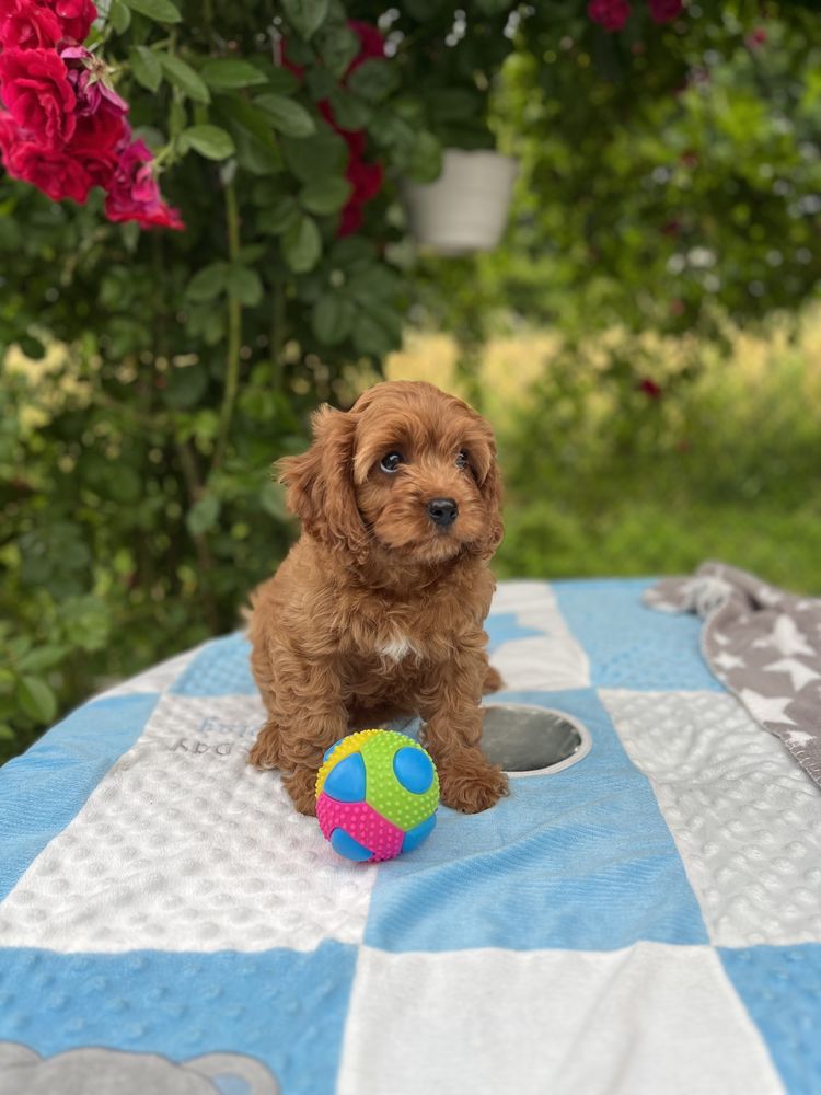 Cavapoo pudel&cavalier juz do odbioru