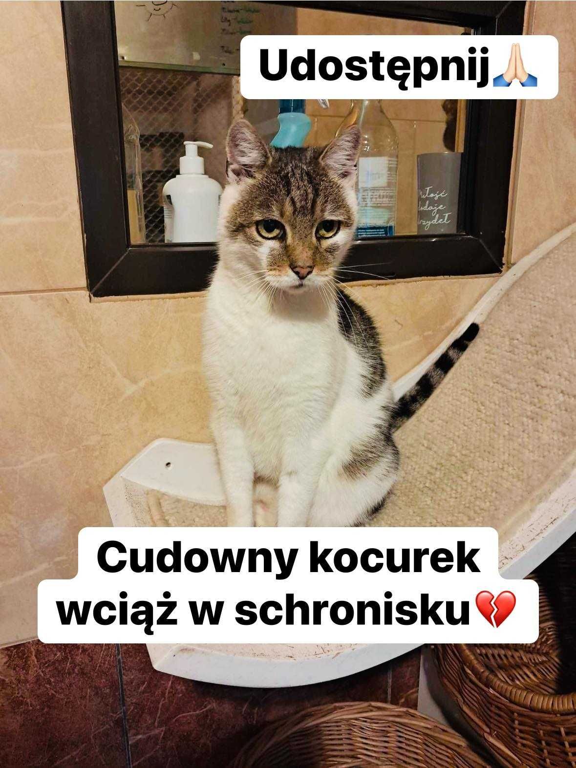 Fabio ok 2 let.pięknie umaszczony kocurek czeka na Ciebie Korabek