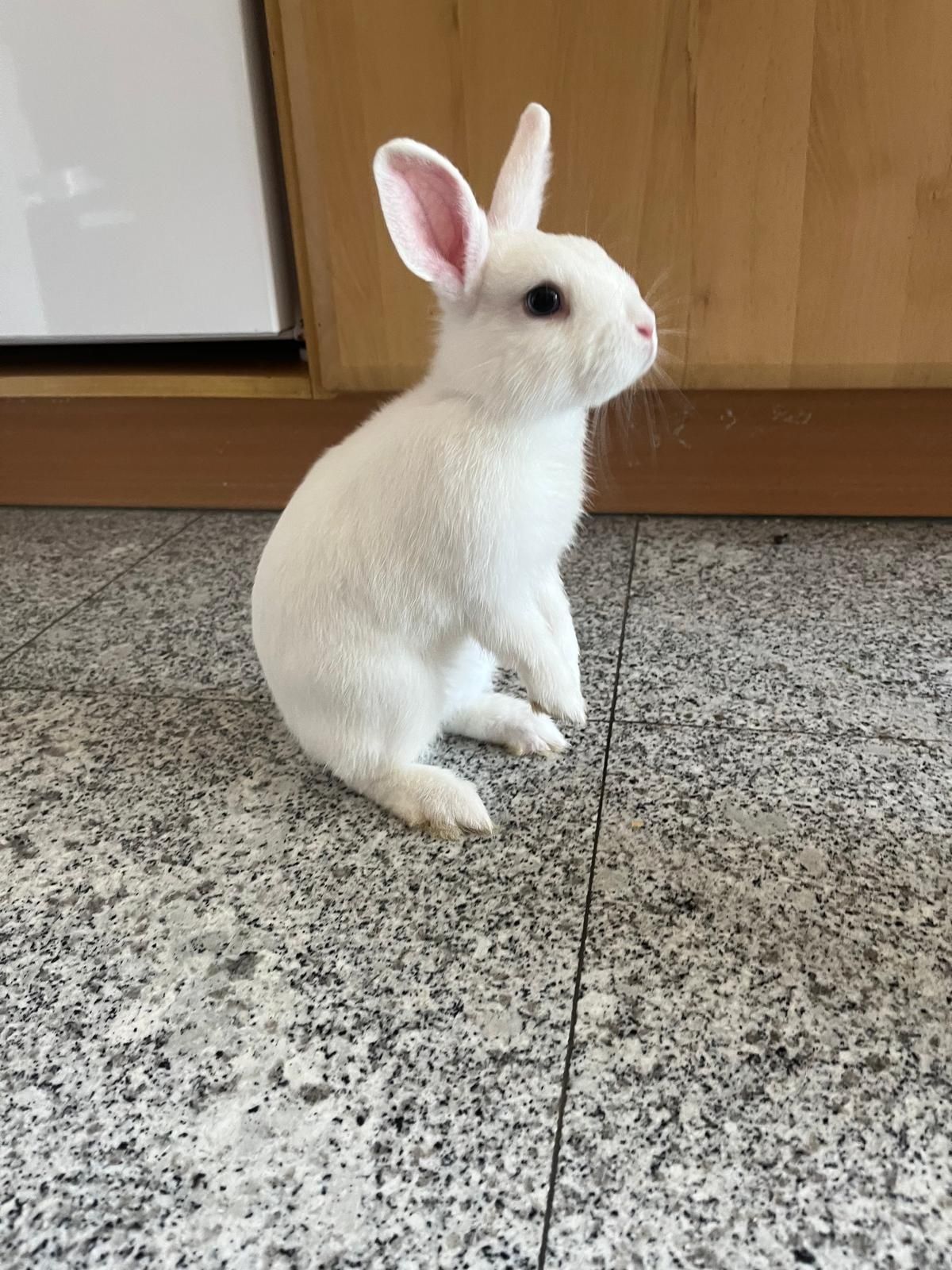 Coelhinho bebé adoção