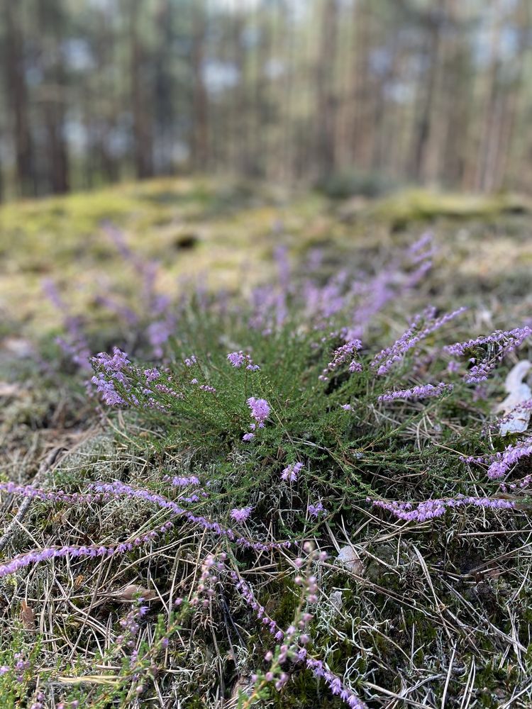 Działka budowlana w Obrowie z lasem, sąsiedztwo nowych domków