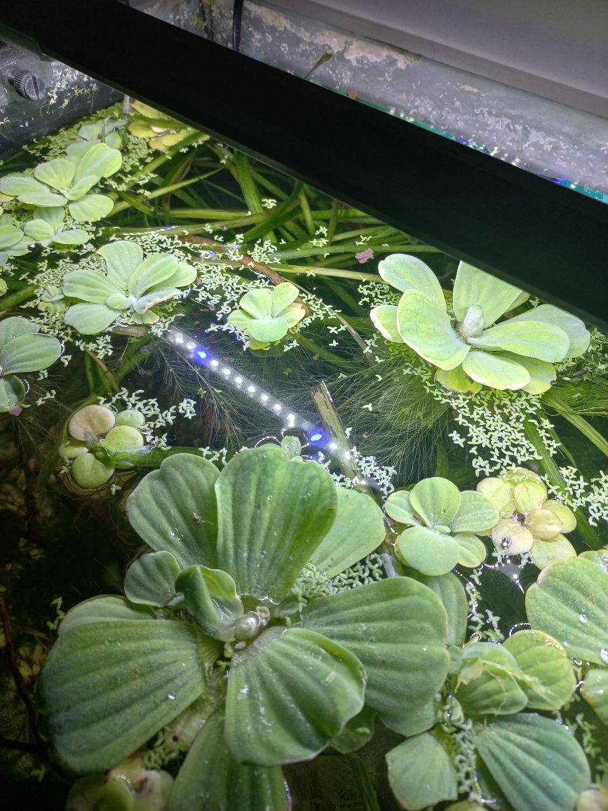 Pistia roślina akwariowa 1-5cm