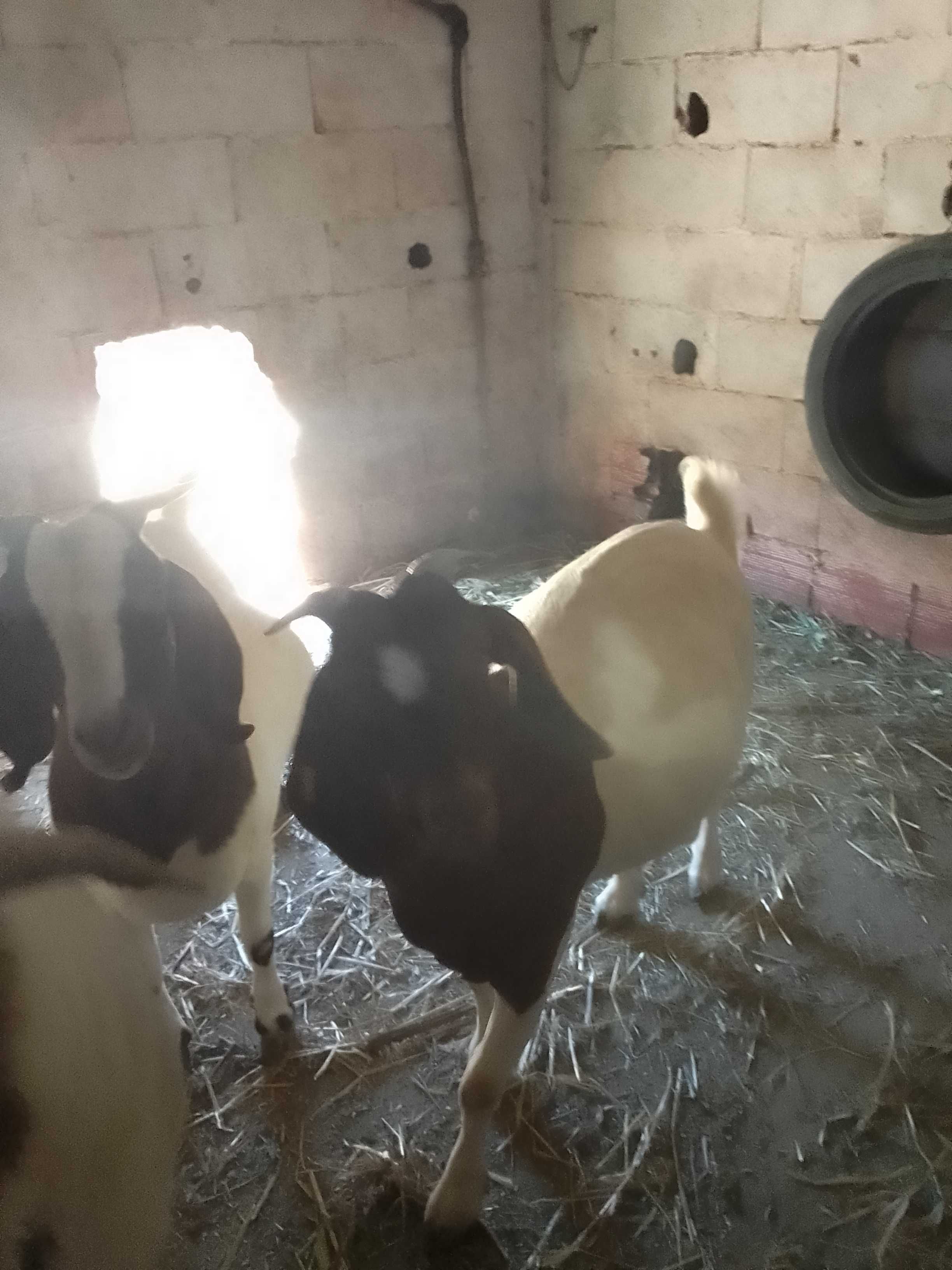 Cabras e Bode Boer