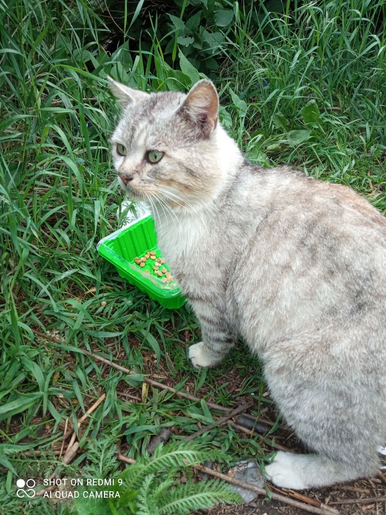 Молодий котик в дбайливу родину