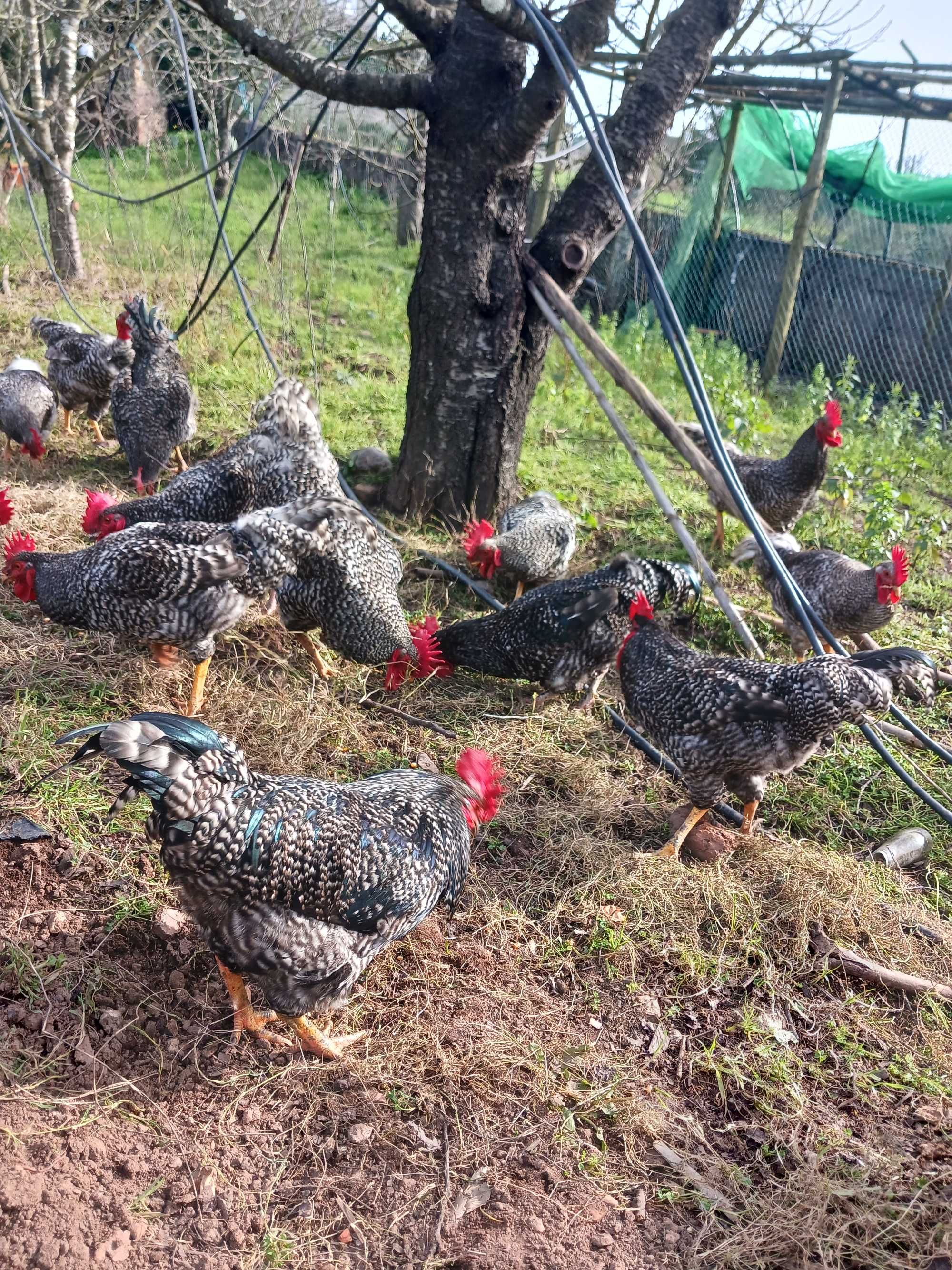 Galinhas pedres portuguesa