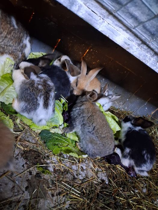 króliki belgijskie olbyrzmy