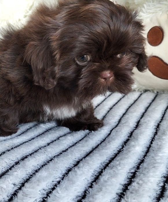 Shih Tzu śliczna czekoladowa 8 tygodniowa suczka