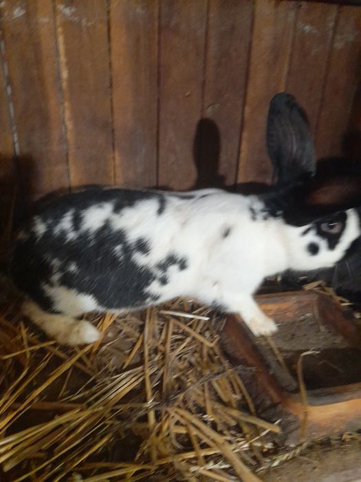 Samce kalifornia mieszane srokacze