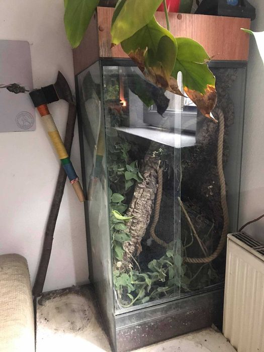 Terrarium dla kameleona (ENG: terrarium for chameleon)