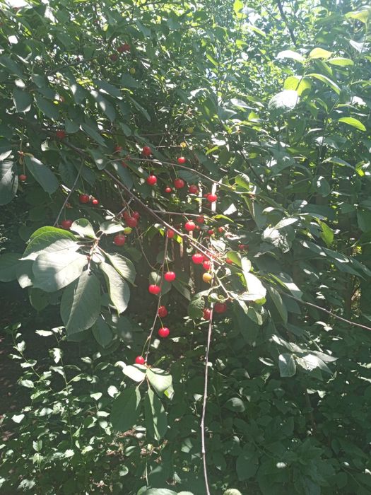 Саженцы вишни "Шпанка", крупноплодная вишня, вкусная, ранняя!