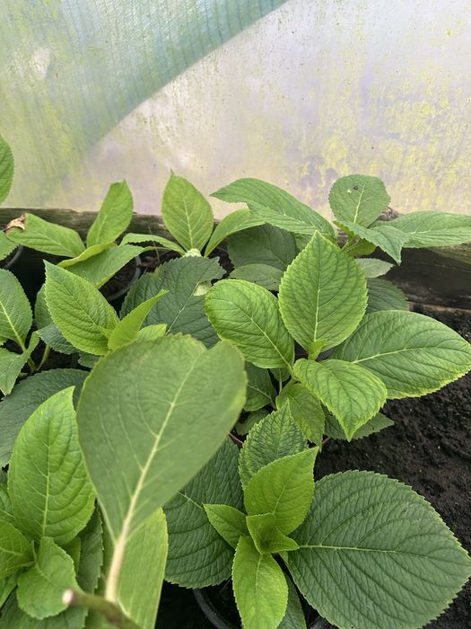 Продам молоді садженці гортензії хамеліон