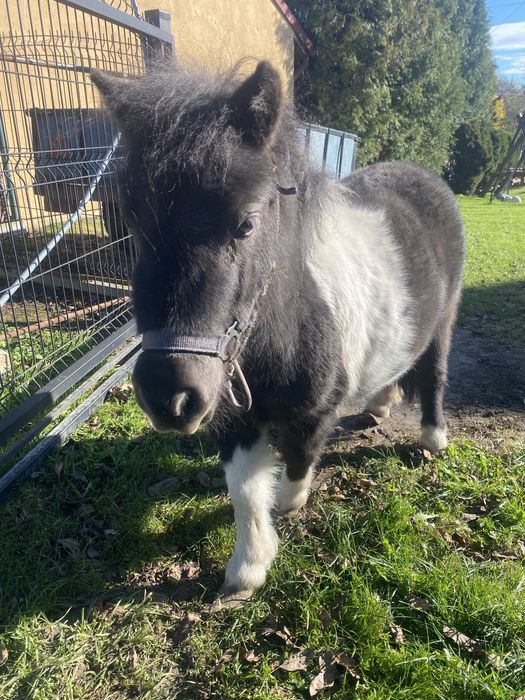 Sprzedam kucyka kucyki ogierek klaczka