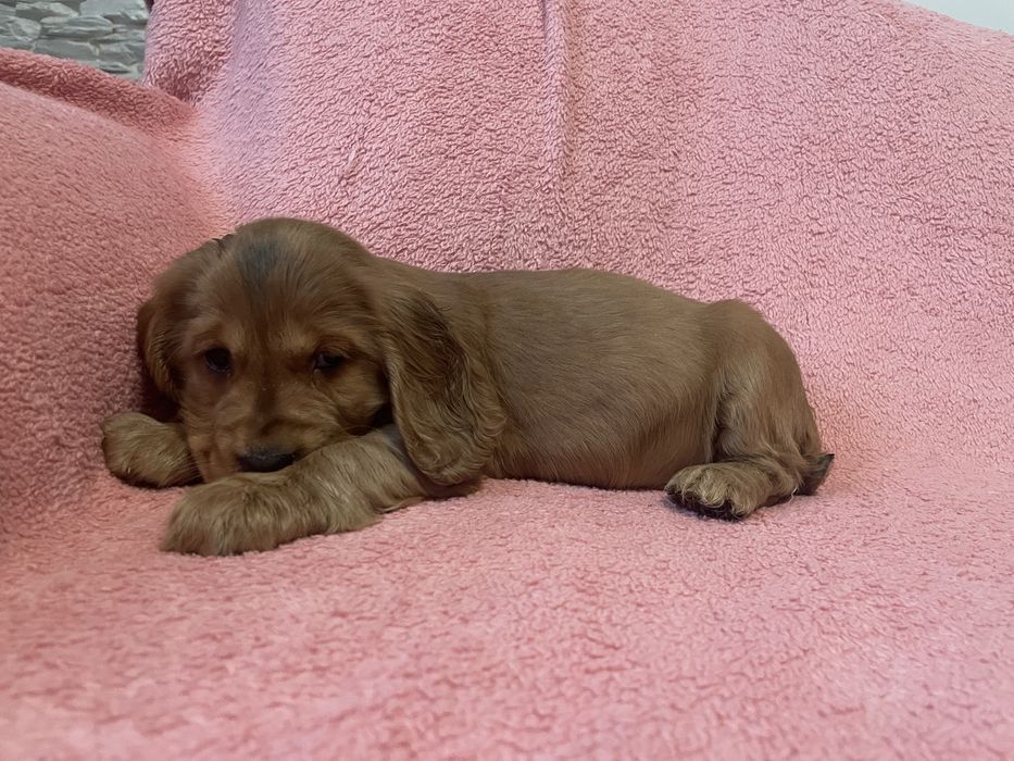 Cocker spaniele szczeniaki