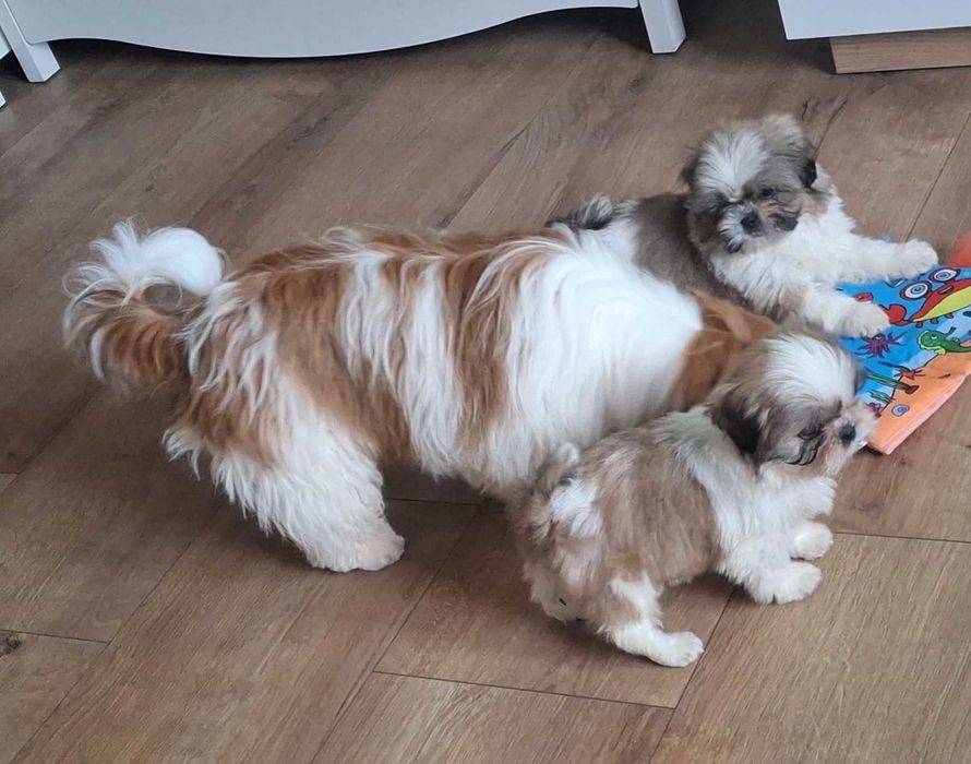 Biało-beżowo-popielaty piesek rodowód wyprawka