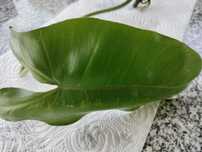 Philodendron Paraiso Verde