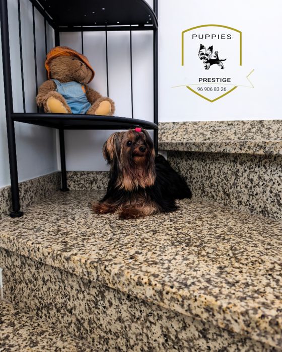 Yorkshire Terrier. Procuramos namoradas