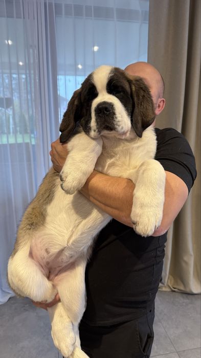 Bernardyn szczeniak FCI