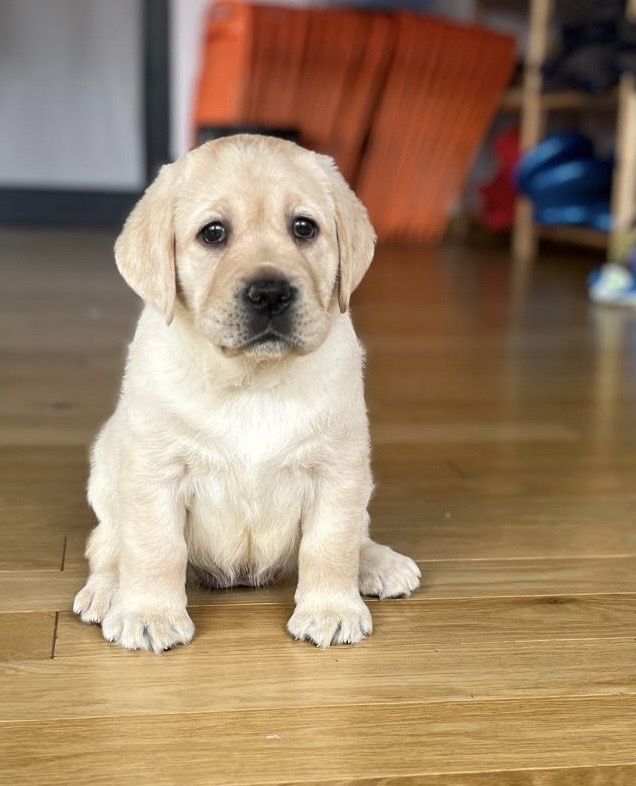 Suczka Labrador Retriever FCI  Gotowa do Odbioru