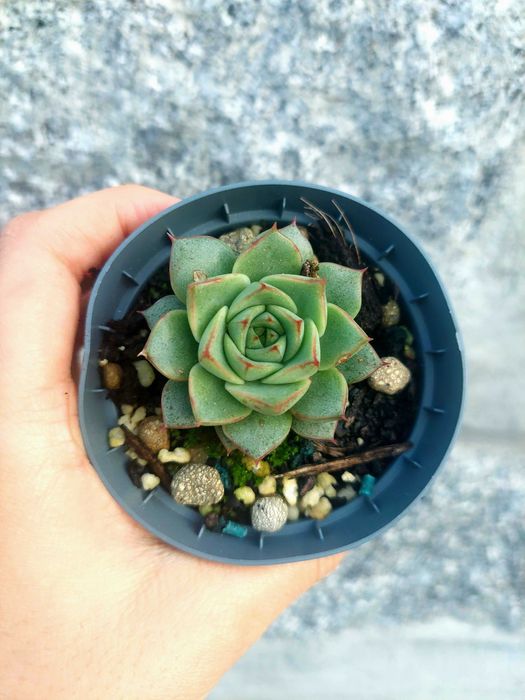 Suculentas 1€ cada