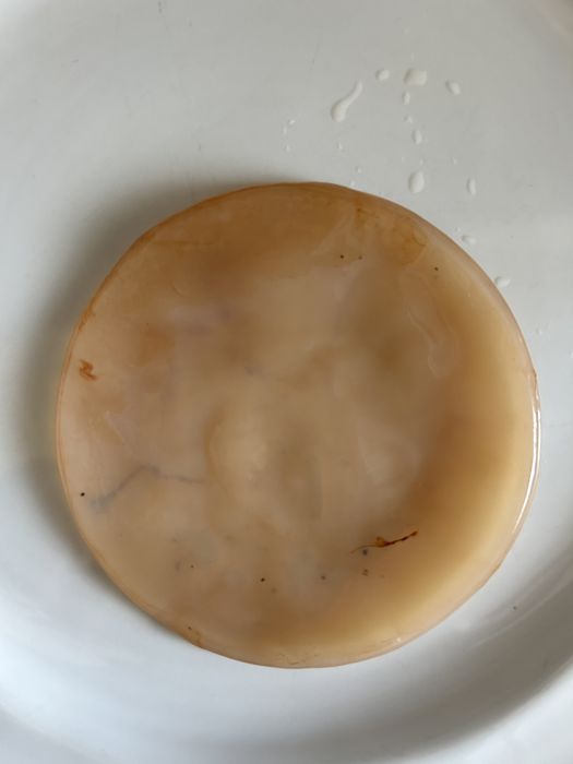 Scooby Kombucha disco