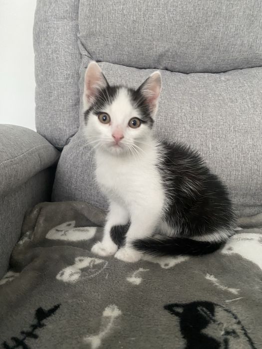 Kociak do adopcji