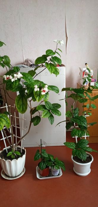 Продам , красивый Клеродендрум. Алое, 5 лет. Драцены 3года.