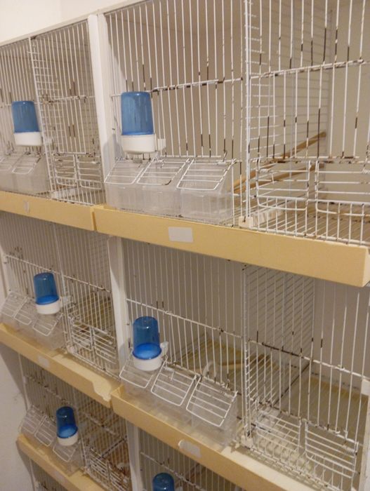 Viveiros PVC 8 buracos