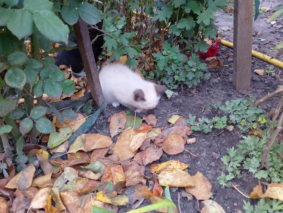 Кошенята в добрі руки.