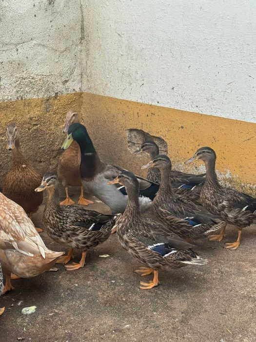 Patos Rouen x runner