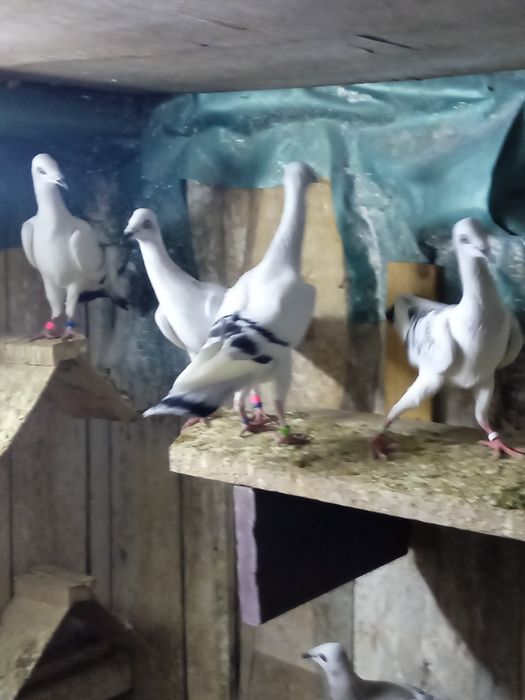 Gołębie pasiaki i karpiate