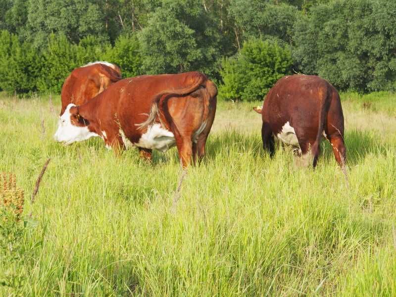 jałówka Hereford 100% Hereford, pod kontrolą PZHiPBM