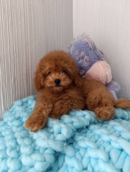 Цуценята той пуделя дівчата