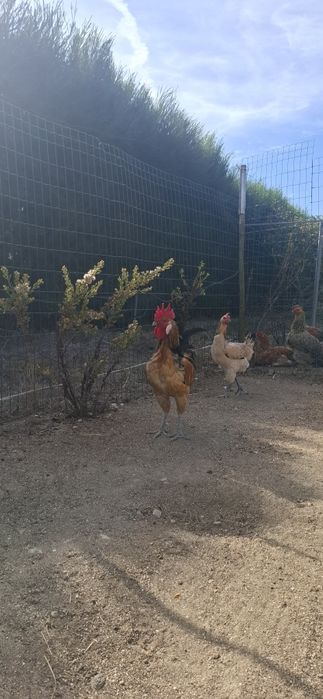 Casal  Andaluza Surenha Morucha