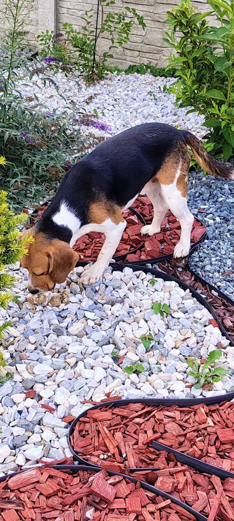 Beagle dorosły piesek 2 lata