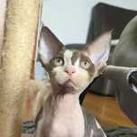 Kocurek Devon Rex