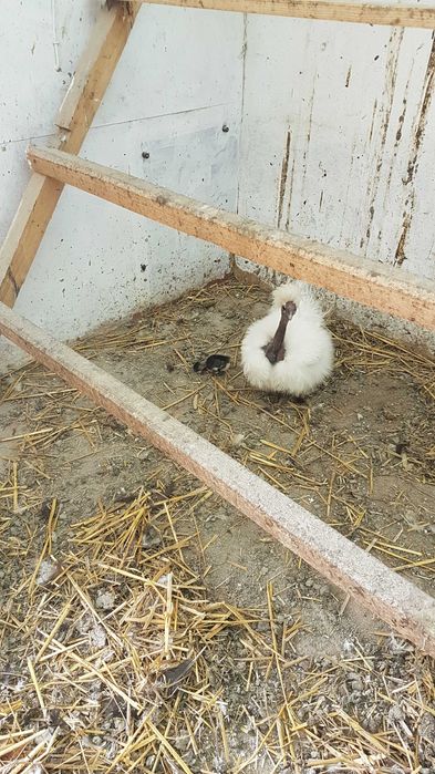 Silka kura i kogut para