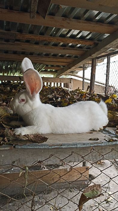 Бельгієць,самчик,кролі