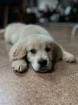 Golden retriever zloty szczeniak piesek zkwp fci