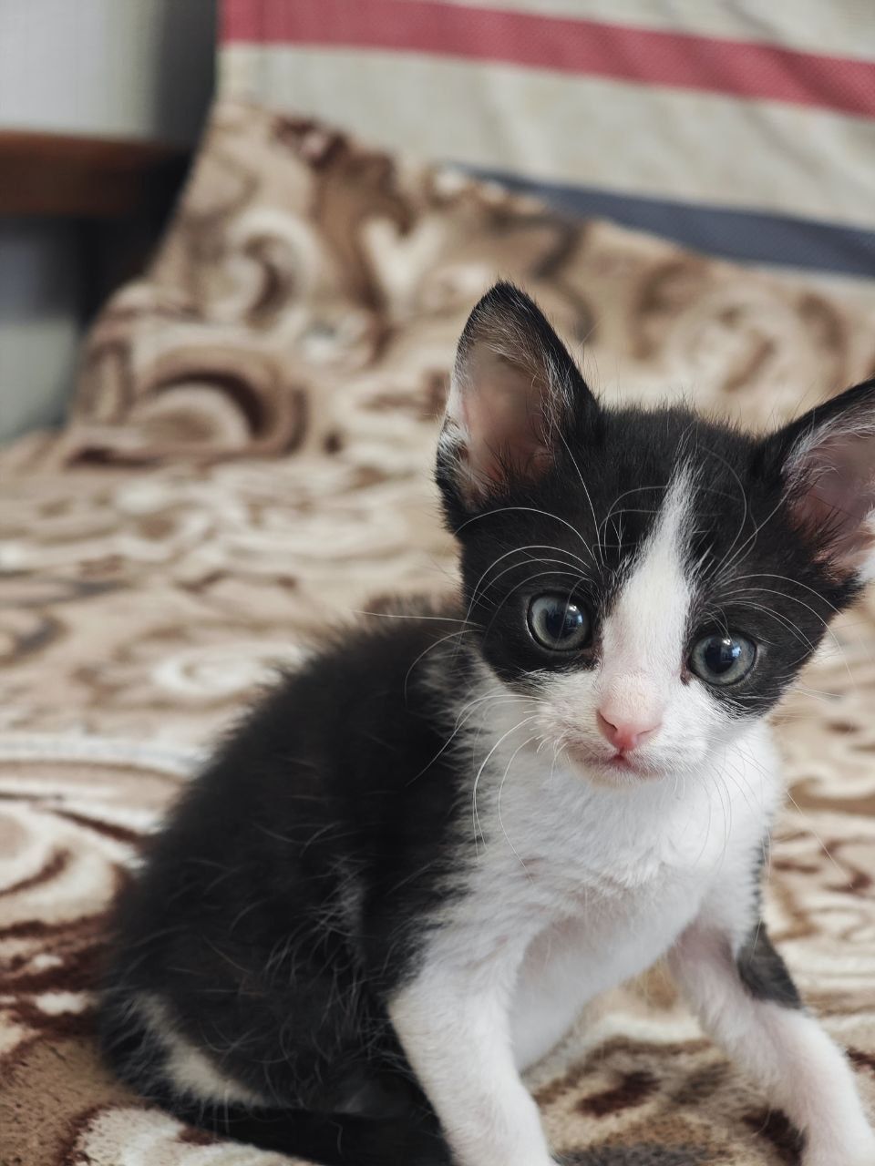 Отдам котят даром