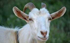 Козы. / Продам  зааненскую козочку