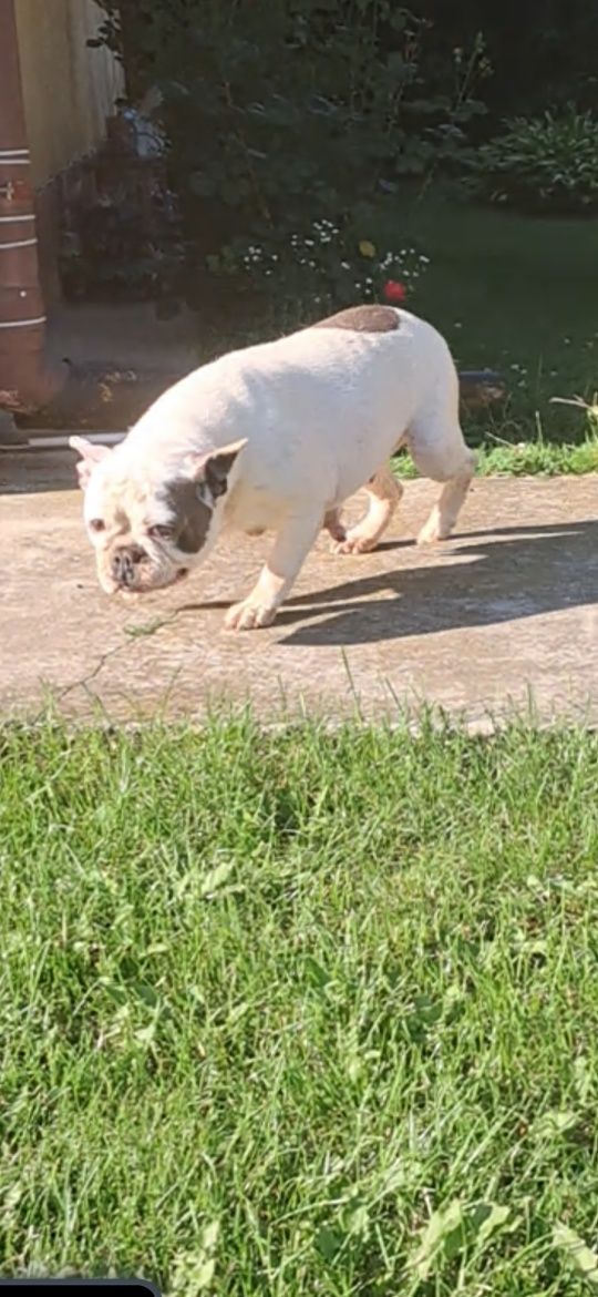 Buldog francuski suka za darmo w dobre rece
