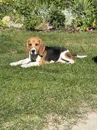 Szczeniaczki Rasy Beagle Tricolor