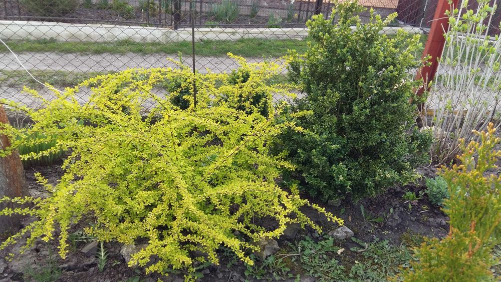 Смарагд Туя 0,5-2м,ялівець козац,коніка,самшит,хризантеми