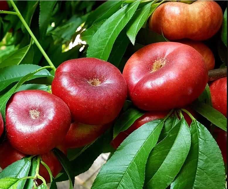 Саженцы слива, персик, абрикос, черешня, хурма, розы, яблоня, груша.