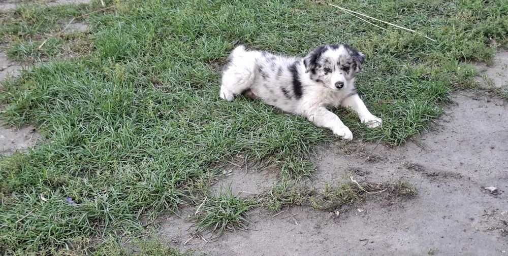 Sprzedam szczeniaki Border Collie
