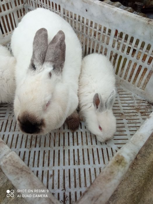 Продам кролі для розведення  і тушкою  !!!