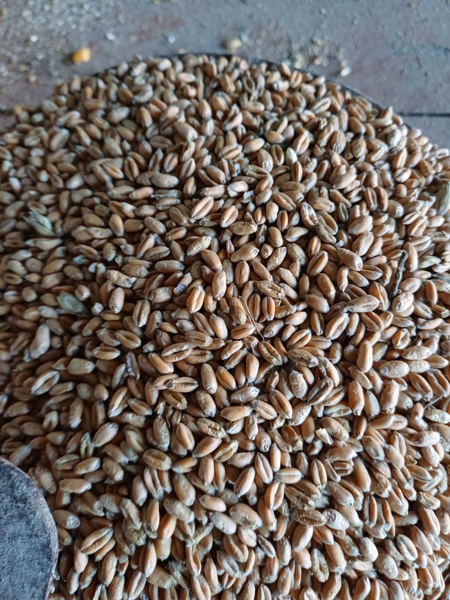 Зерно пшениця  ячмінь