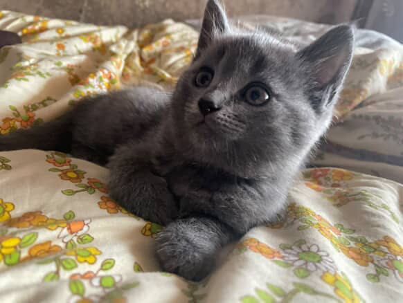 Віддам в добрі руки кошенят